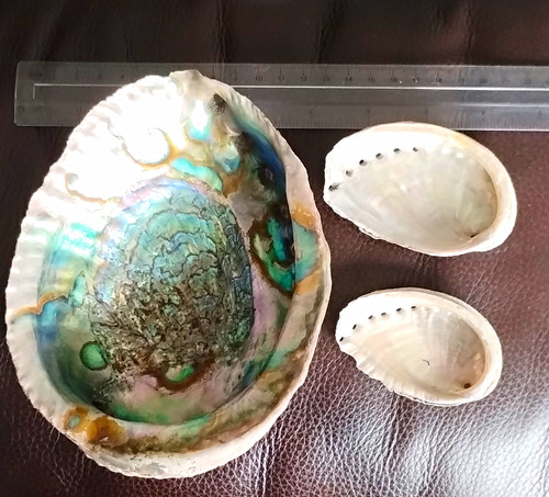 Natural sea shells incl - natural,