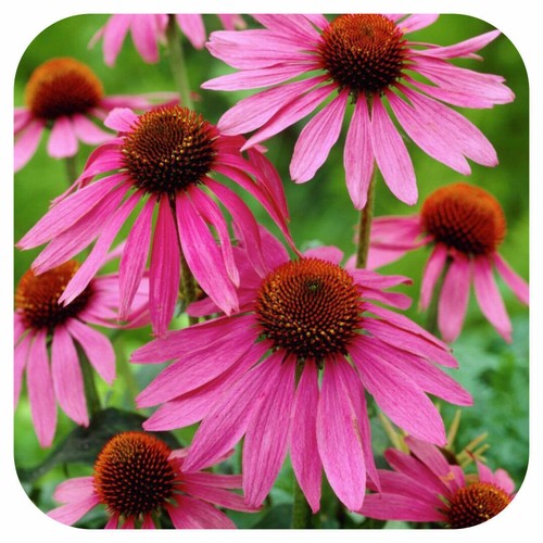 Echinacea purpurea - 6, 'purpurea