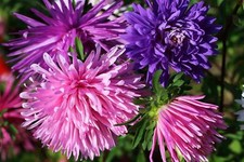 Flower - Aster - Ostrich Plume Mixed - 250 Seeds