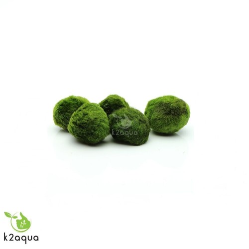 Moss ball 2extrafree - 10, live