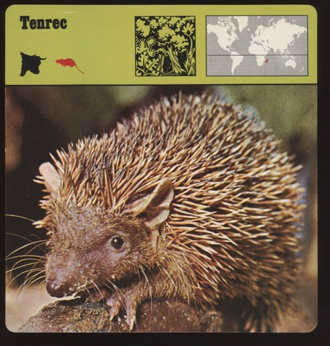 Tenrec bat safari cards - bat,