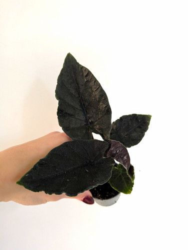 Alocasia antorro velvet - alocasia,
