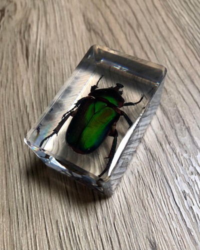 Real preserved insects clear - real,