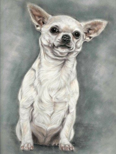 Chihuahua art dog print - chihuahua,