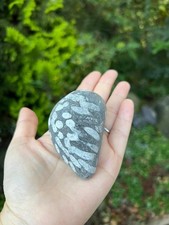 Handpicked Fossil Stone