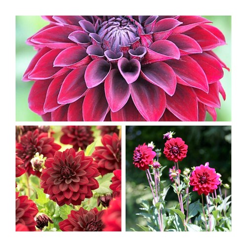 Decorative dahlia arabian - dahlia,