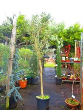 8ft inc. pot  Hardy Olive Tree