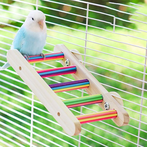 Bird ladder bridge funny - funny,