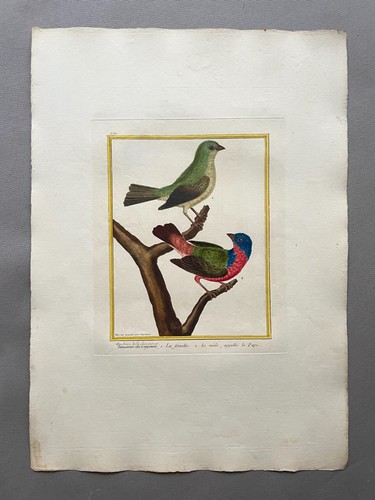 Louisiana greenfinches - louisiana,