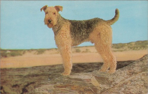 Animals postcard dogs - animals, pets