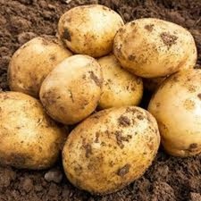 Seed Potatoes - Lots of