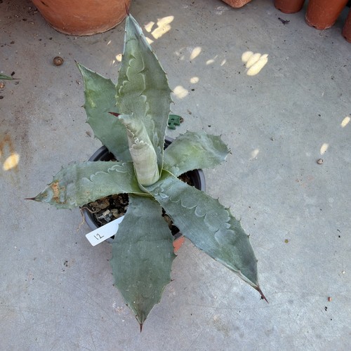 Agave americana width - width, 1/2