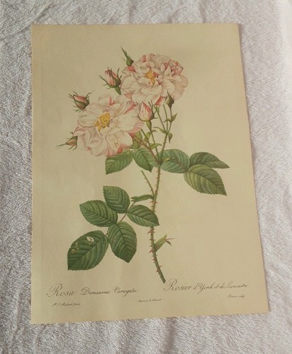Pierre joseph redoute - pierre,