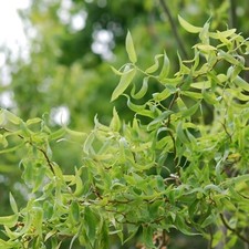 Salix babylonica 'Tortuosa' in