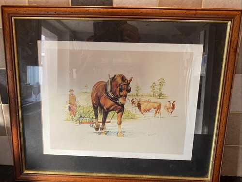 Shire horse pulling plow - shire,