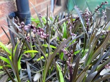 3x Black Dragon Grass