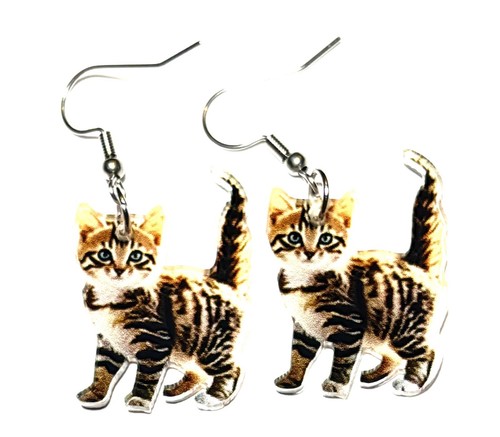 Cute little tabby cat kitten - little,