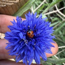 Cornflower Blue Ball X4