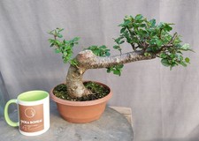 Large Trunk Nothofagus Beech