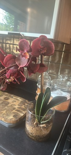 Orchid glass vase - orchid,