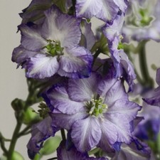 Larkspur seeds fancy purple - 'fancy,