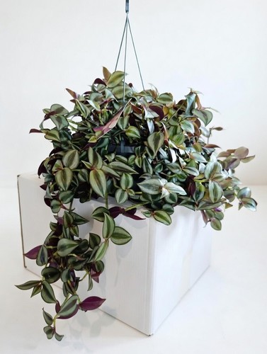 Tradescantia zebrina 17cm - zebrina, |
