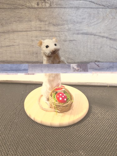 Bad taxidermy mouse - taxidermy, derpy