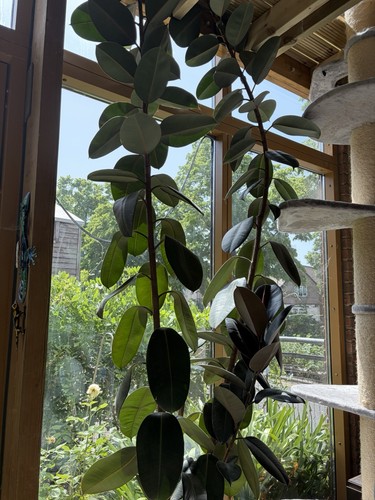 Ficus abidjan 12ft - abidjan,