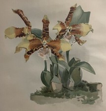 Large Rossioglossum THE CLOWN