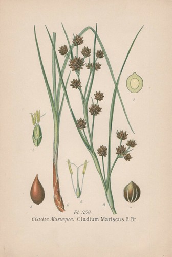 Bulrush cutter cladium - bulrush,
