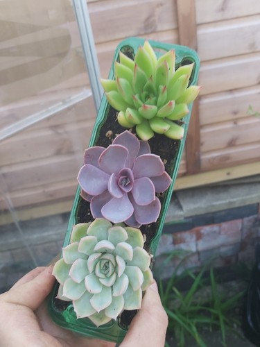 Echeveria succulents - echeveria,