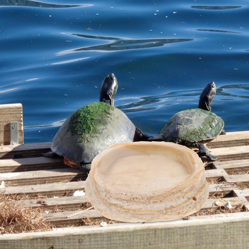Reptile lizard food - food, bowl