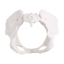  Size Female Pelvis Model, Hip