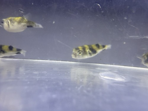 Amazon puffer 5 - amazon, 1-1.5”