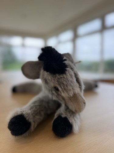 Steiff molly esel - steiff, donkey