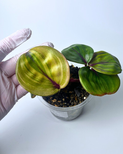 Geogenanthus ciliatus aura - geogenanthus,