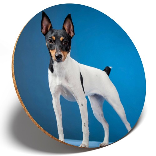 Toy fox terrier dog - x,