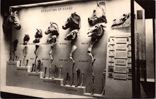 Evolution of Horse Fossil