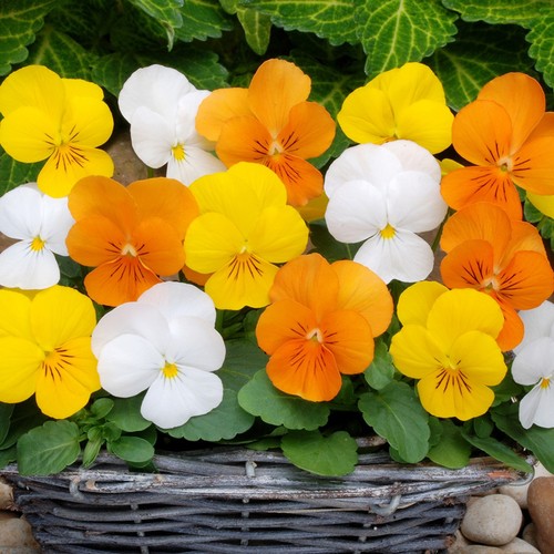 Winter flowering viola - 40,