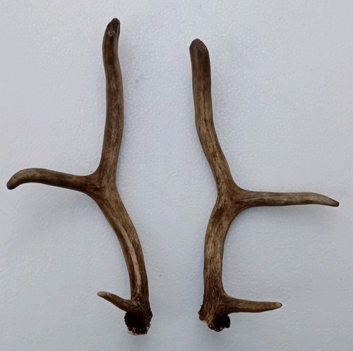 Fallow deer antlers - fallow,