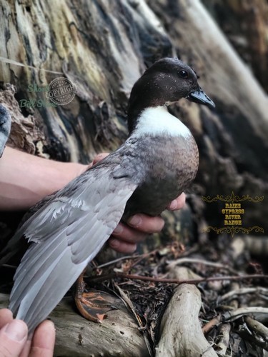 Hatching call - 24,