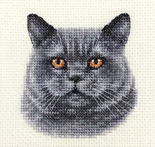 BRITISH BLUE CAT KITTEN Full