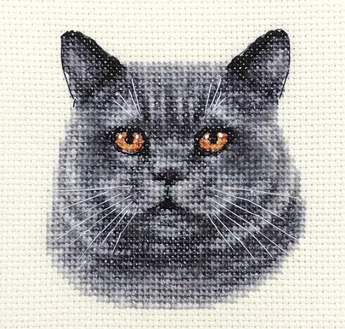 British blue cat kitten full - cat,