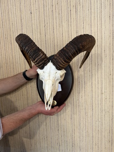 Mouflon ram skull - mouflon,