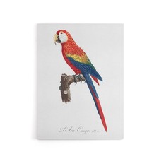 Scarlet Macaw Parrot Francois