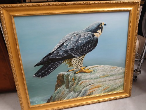 Peregrine falcon mustache - peregrine,
