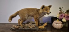 Taxidermy Fox Cub – Full
