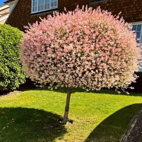 Salix flamingo willow 5 - salix, 0.5