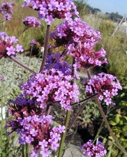 5 Verbena 'Bonariensis', Hardy