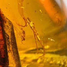 Burmese amber fossil lizard - fossil:,
